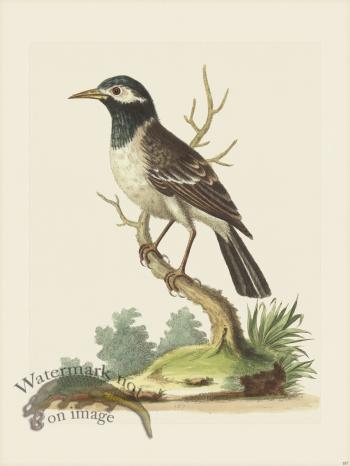 Edwards 187 BnW Indian Starling